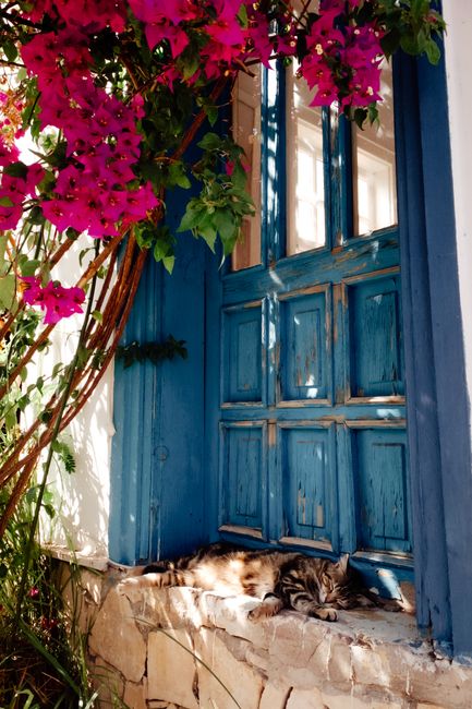 Serene scene of a cat sleeping by a rustic blue door adorned with vibrant bougainvillea.