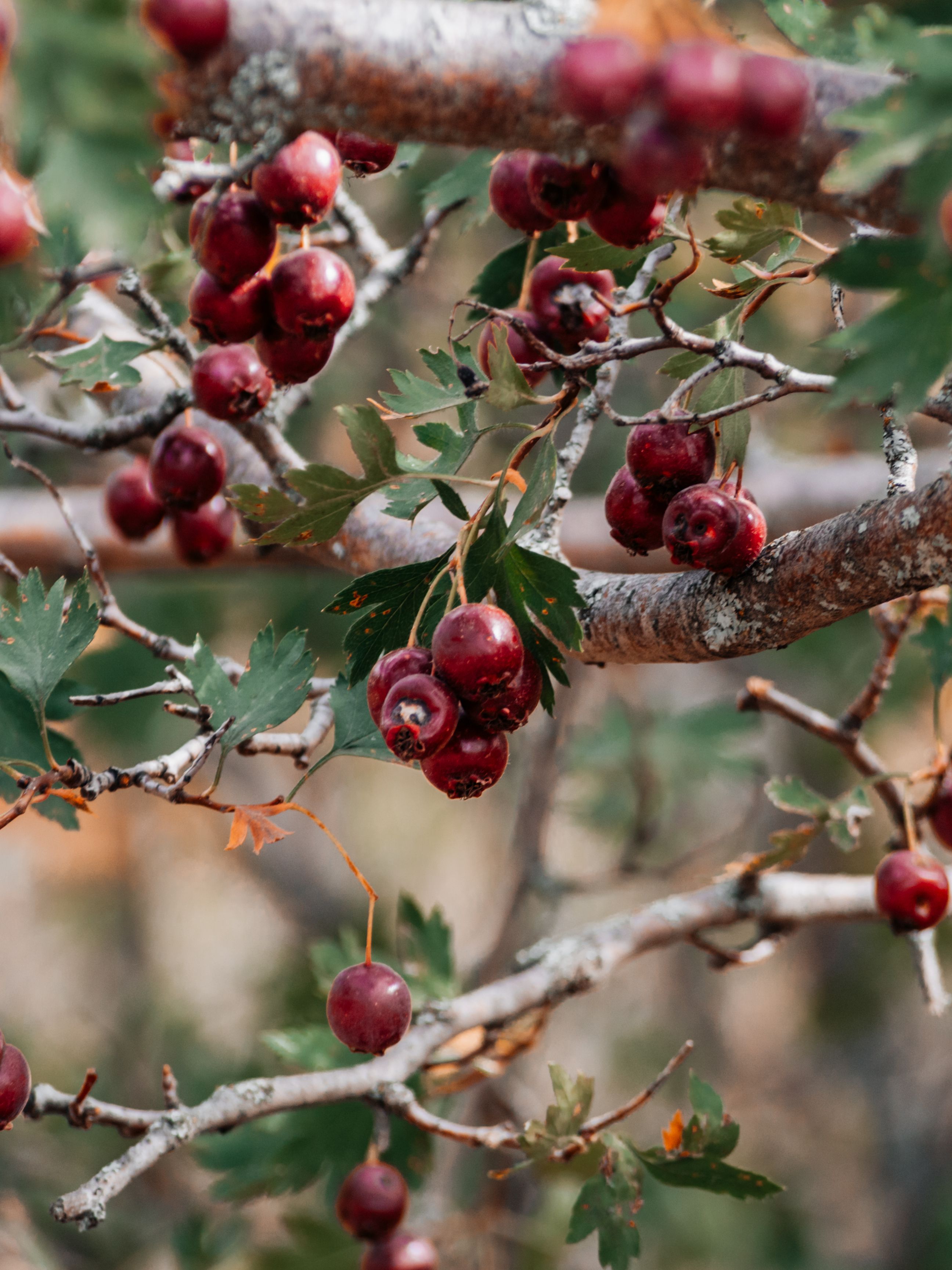 Close-up of Red Hawthorn Berries on Branches · Free Stock Photo