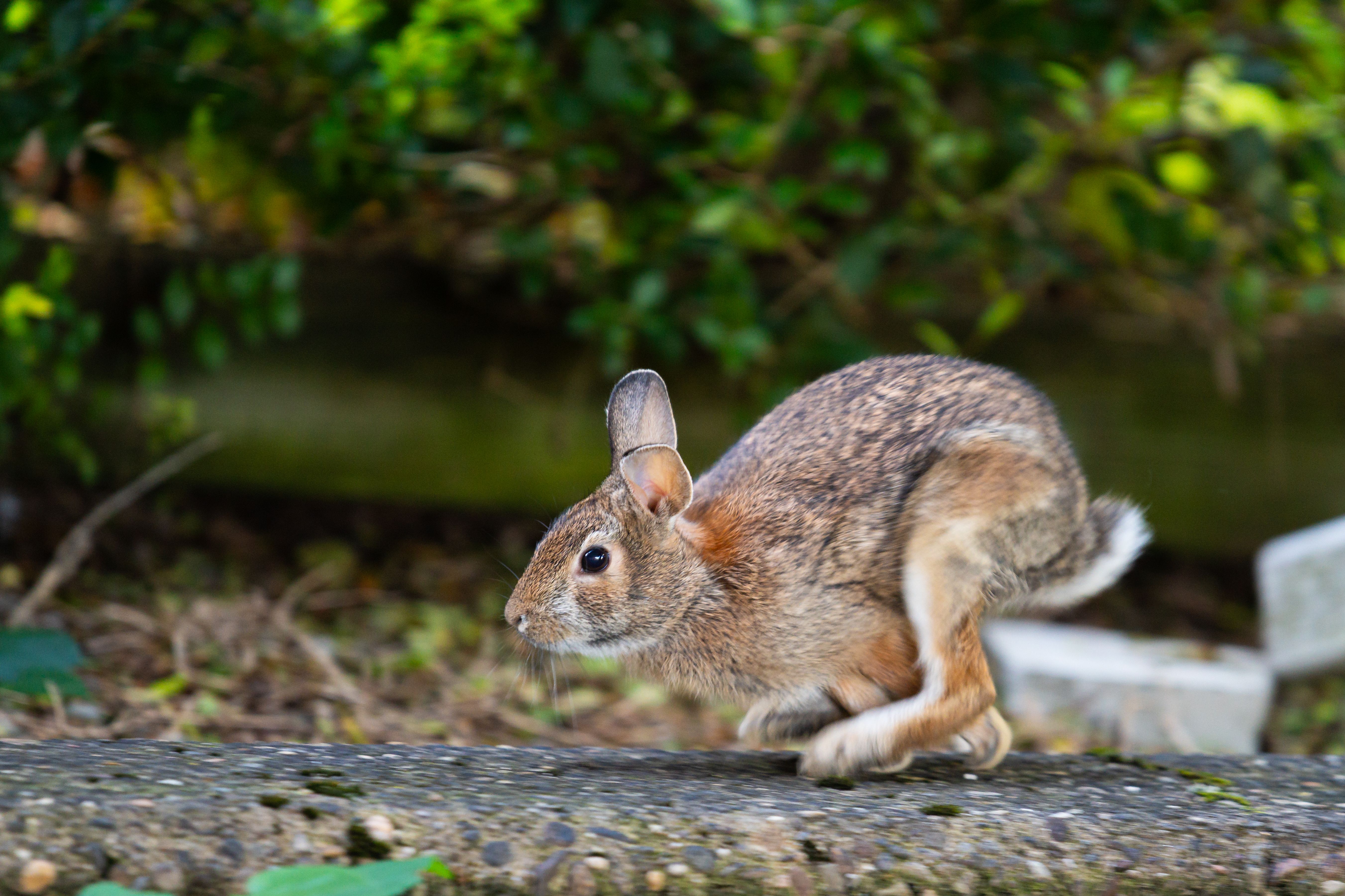 Wild Brown Rabbit in Motion Outdoors · Free Stock Photo