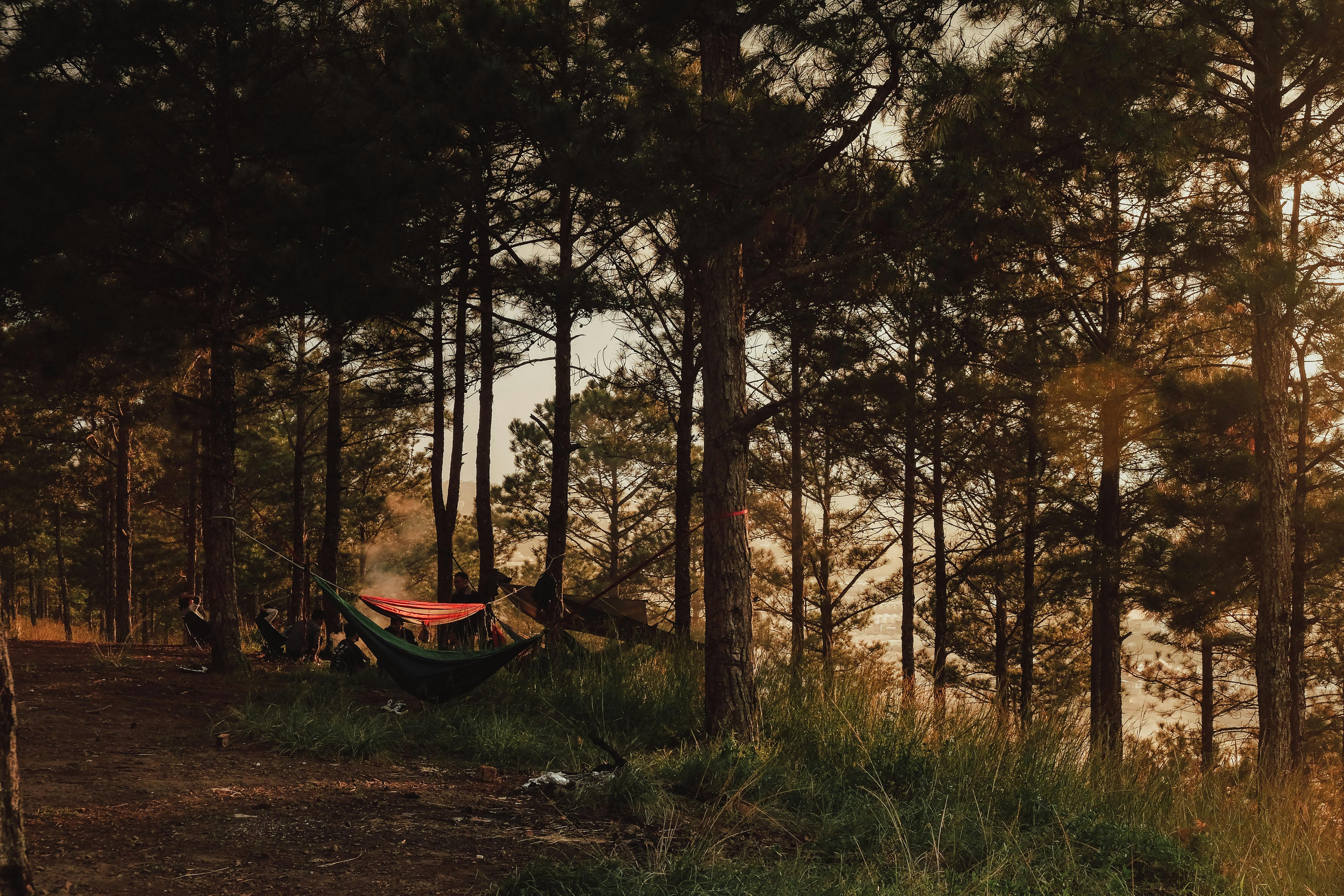 bare trees with green hammock