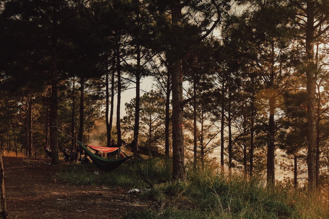 Bare Trees With Green Hammock