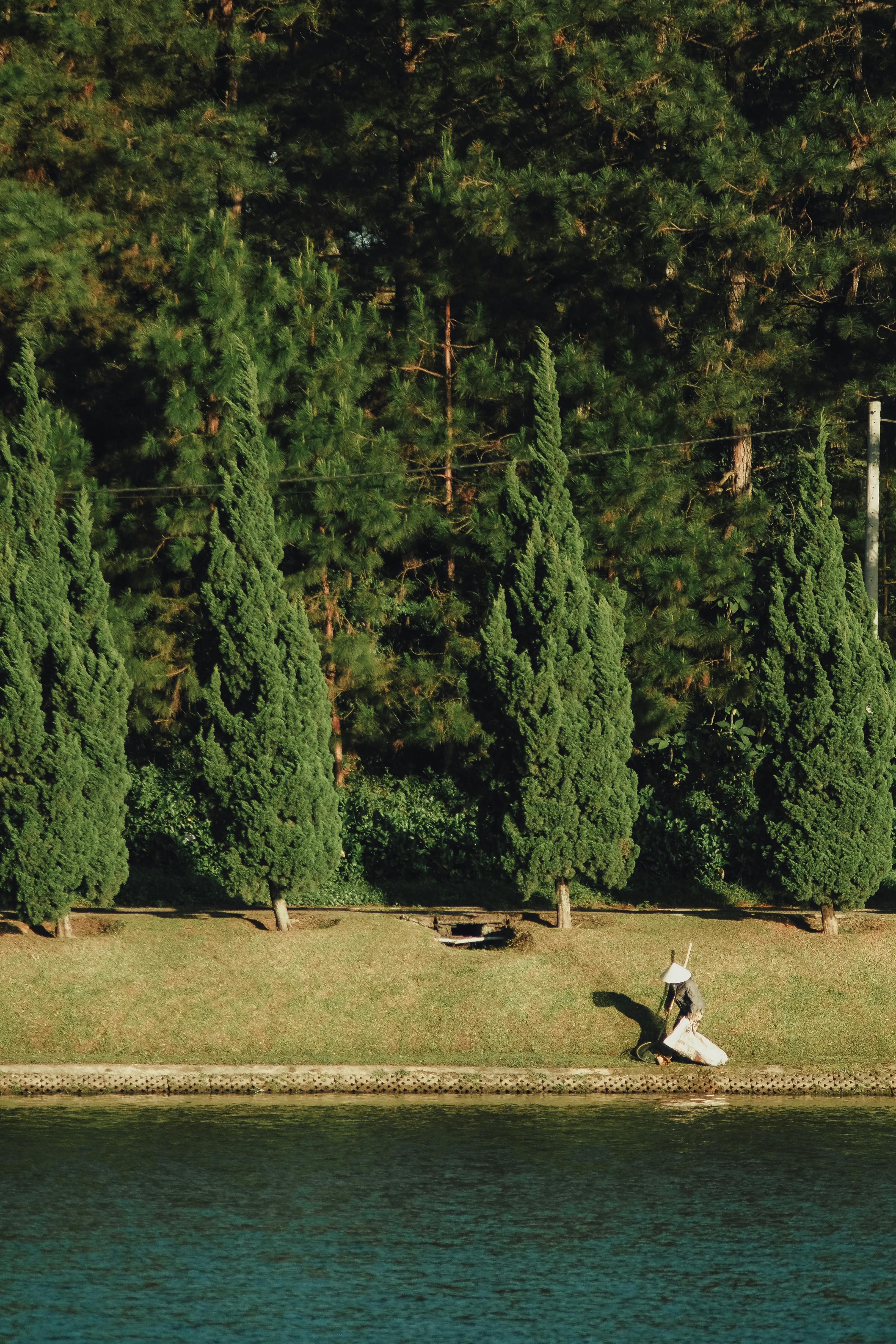 aerial photography of green trees beside body of water