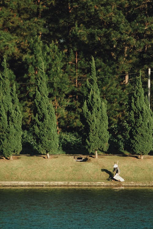 Aerial Photography of Green Trees Beside Body of Water