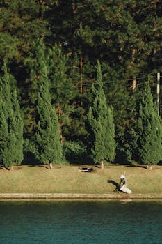 越南大叻的晨光一片宁静，可以看到一片绿树成荫的湖泊和一位孤独的步行者