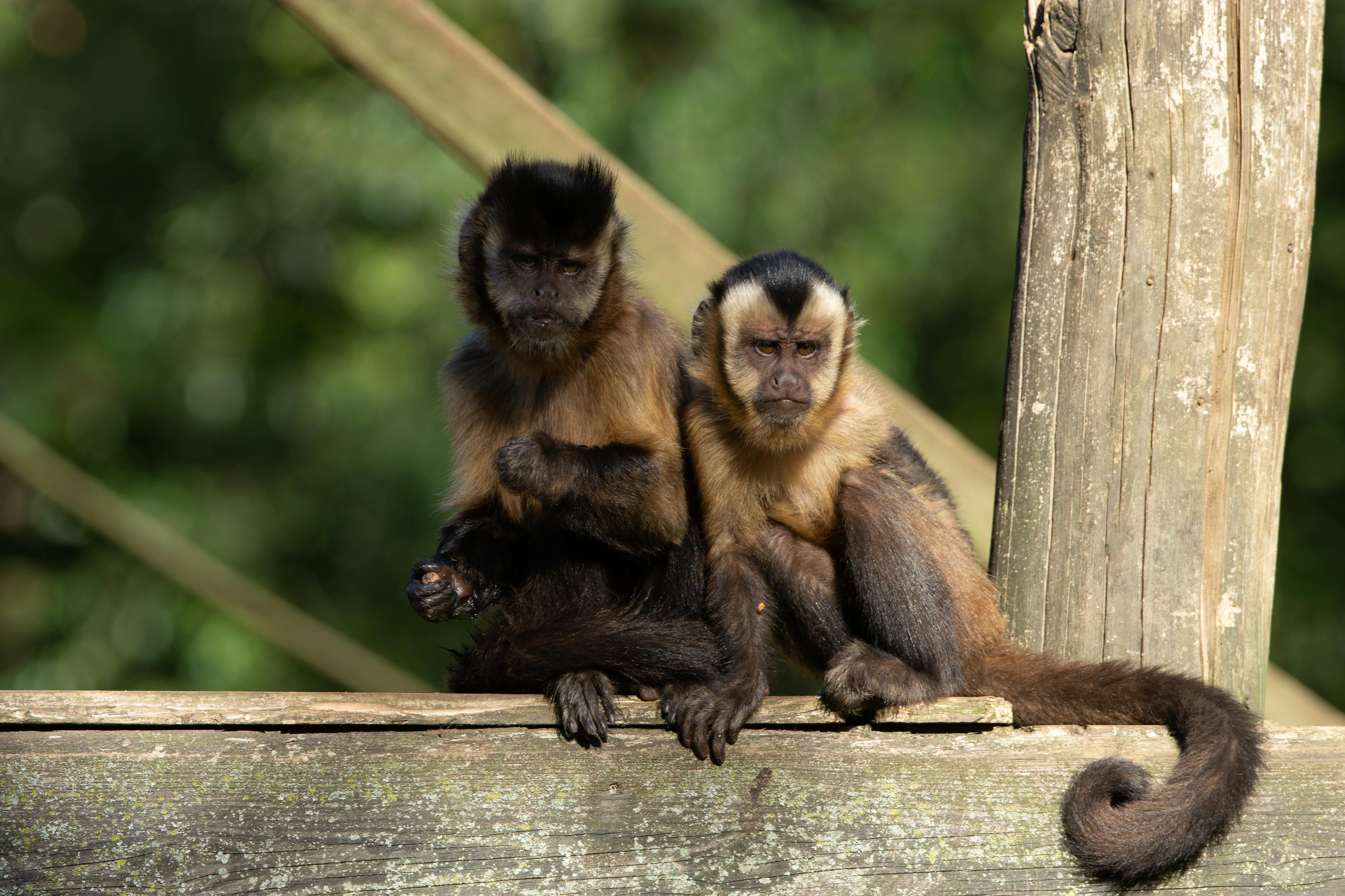 Understanding Deviant Behavior: Causes, Types, and Impacts