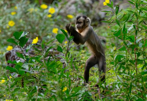 Free A capuchin monkey explores a vibrant green setting surrounded by yellow flowers. Stock Photo