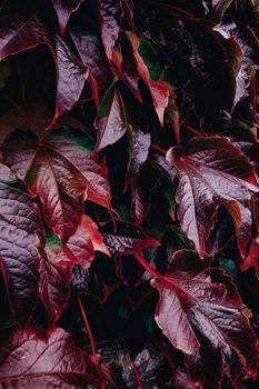 Close-up of vivid red autumn leaves displaying rich textures and colors.