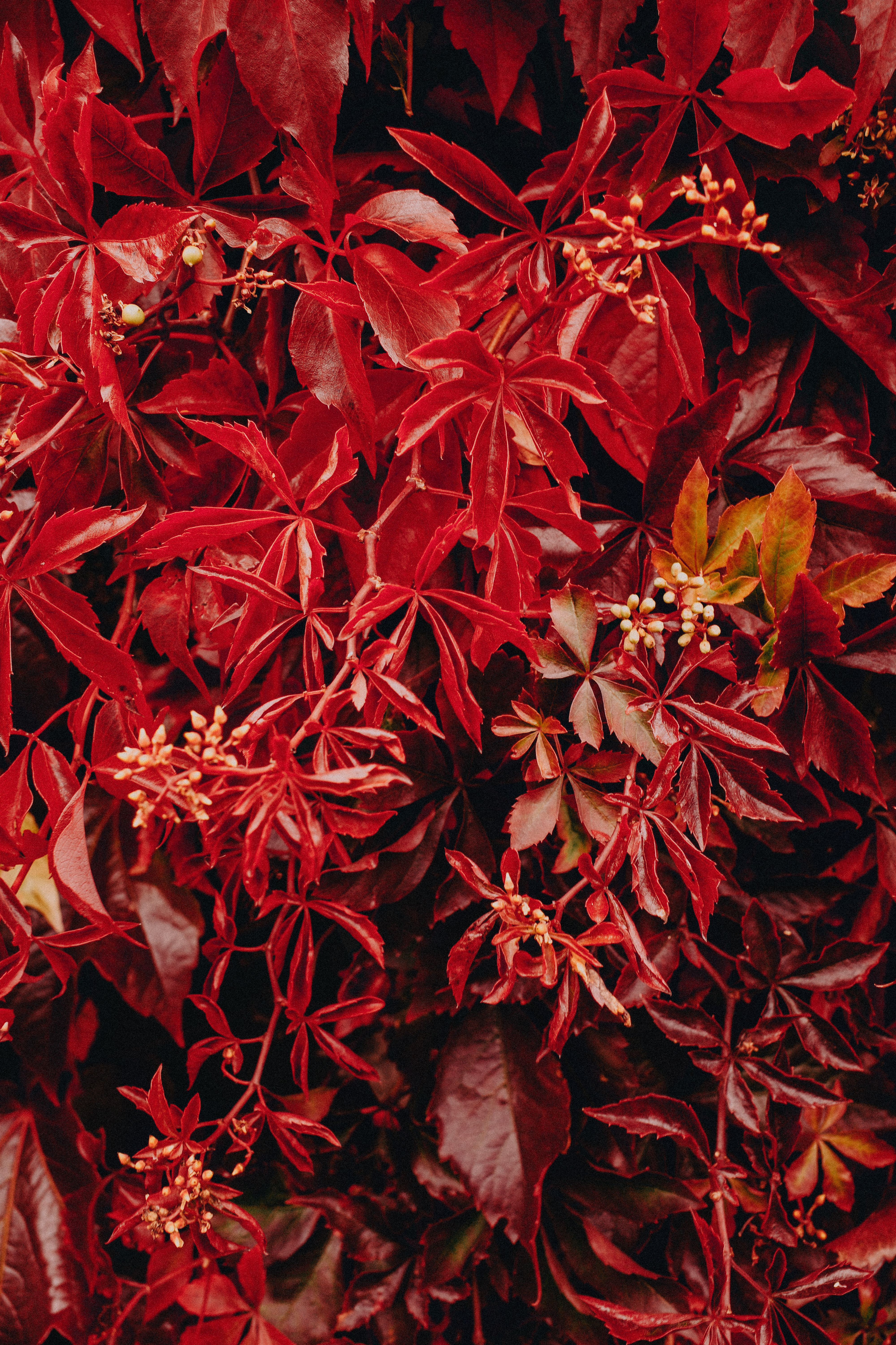 A close-up of vibrant red autumn leaves with some buds, highlighting seasonal beauty.