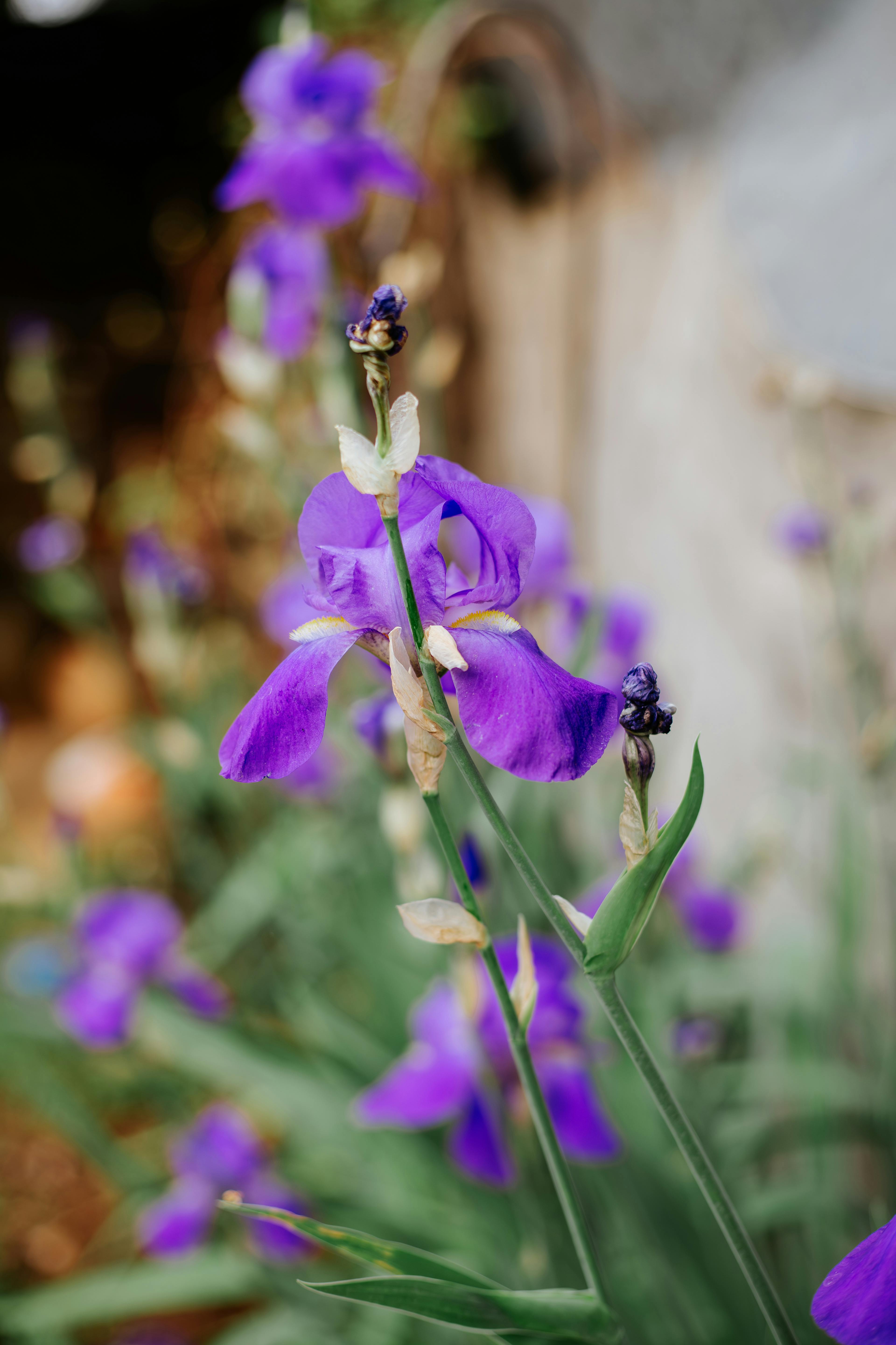 [ColoSach]-a-vivid-purple-iris-flower-in-full-bloom-captured-outdoors-with-soft-background-focus.