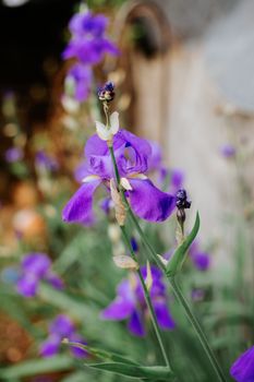 purple iris flower