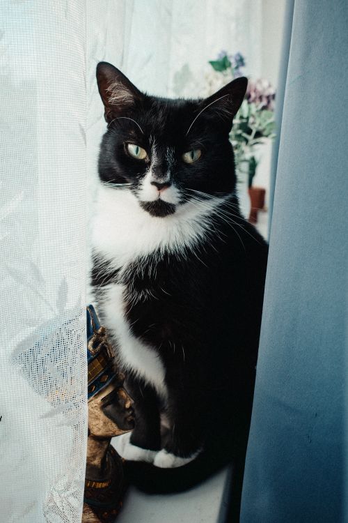 Free A curious tuxedo cat sitting on a windowsill beside a decorative statue indoors. Stock Photo