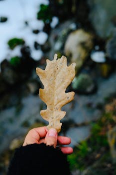 A hand holds a dried oak leaf outdoors in a winter forest landscape.