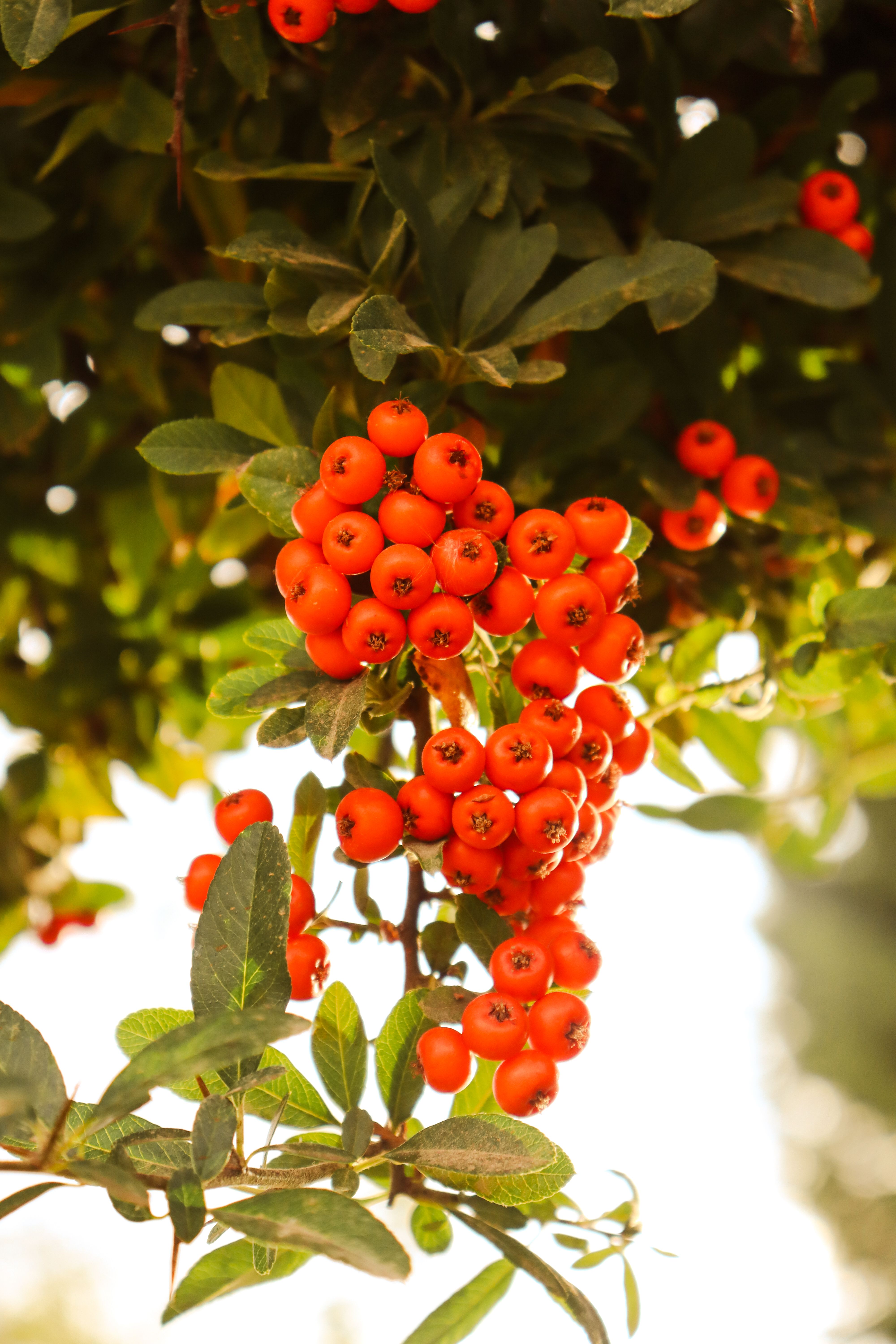 Bright Red Berries on Tree Branch in Sunlight · Free Stock Photo