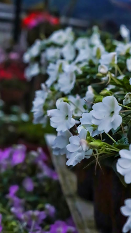 Fotobanka s bezplatnými fotkami na tému farby, krása v prírode, kvet ovocného stromu