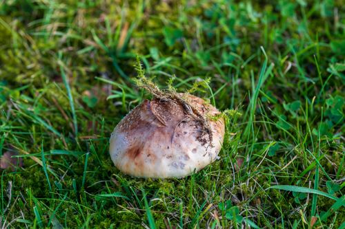 Free Detailed image of a wild mushroom growing in lush green grass and moss. Stock Photo