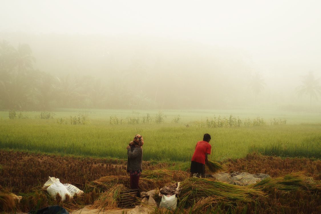 Farmers Harvesting in Misty West Java Rice Fields · Free Stock Photo