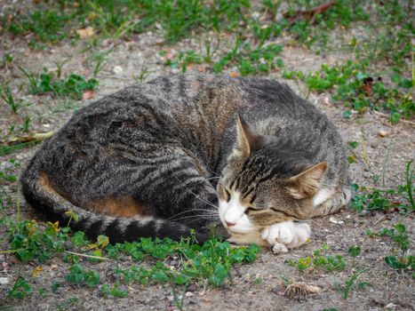 A serene image of a tabby cat sleeping on grass outdoors, conveying tranquility.