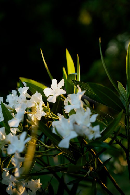 Free Beautiful white oleander flowers bathed in golden sunset light, Lisbon, Portugal. Stock Photo