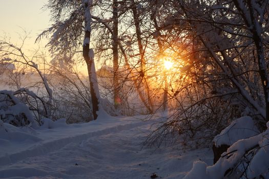 Sunrise illuminating a snowy forest path in winter, creating a tranquil scene.