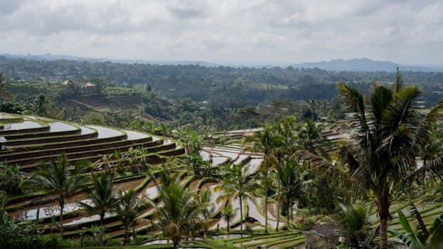 Explore the lush terraced rice fields of Jatiluwih in Bali, a UNESCO heritage site.
