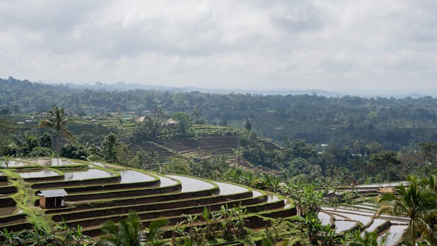 Explore the scenic Jatiluwih rice terraces in Bali, a UNESCO World Heritage site.