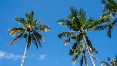Free Tall coconut palm trees sway against the vibrant blue sky captured in Bali, Indonesia. Stock Photo