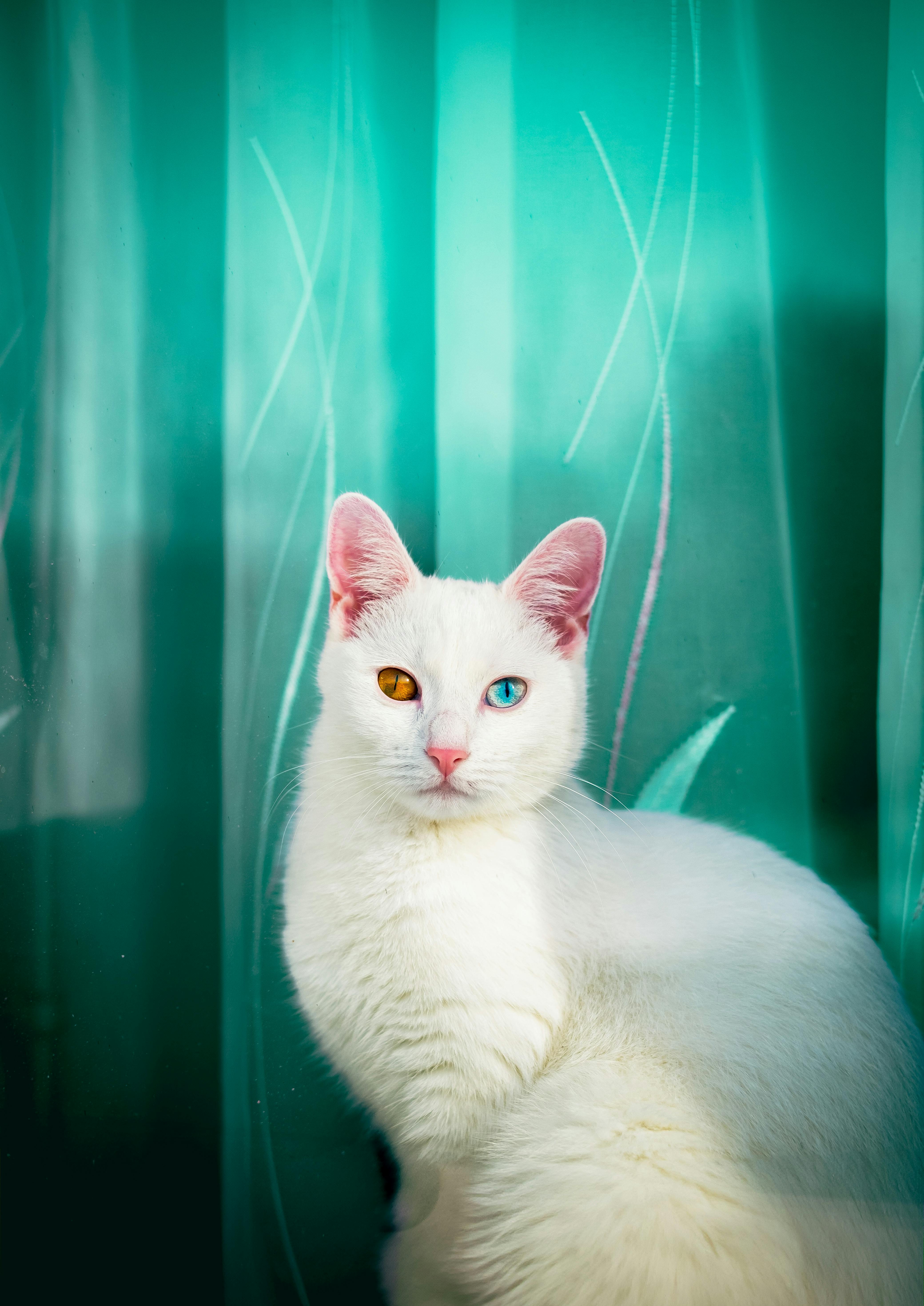 A white cat with odd eyes, blue and amber, sits in front of a vibrant turquoise curtain, creating a striking contrast.