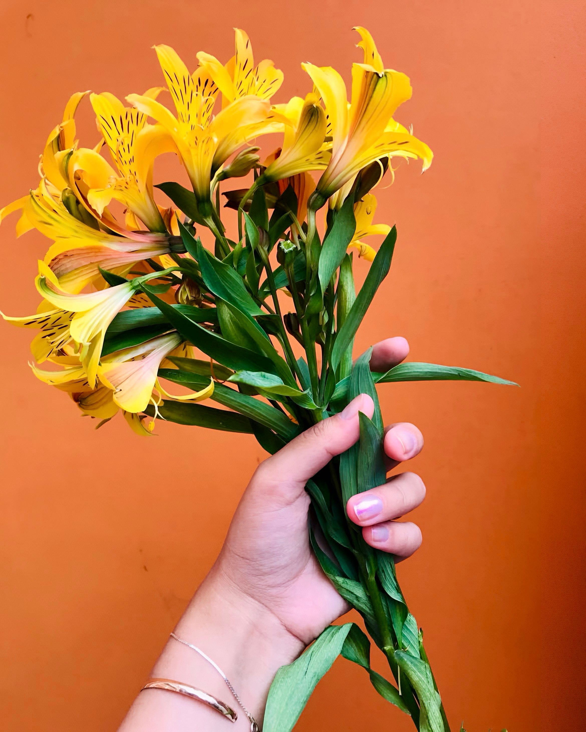 [ColoSach]-hand-holding-a-bouquet-of-yellow-alstroemeria-flowers-with-an-orange-background,-vibrant-and-colorful.