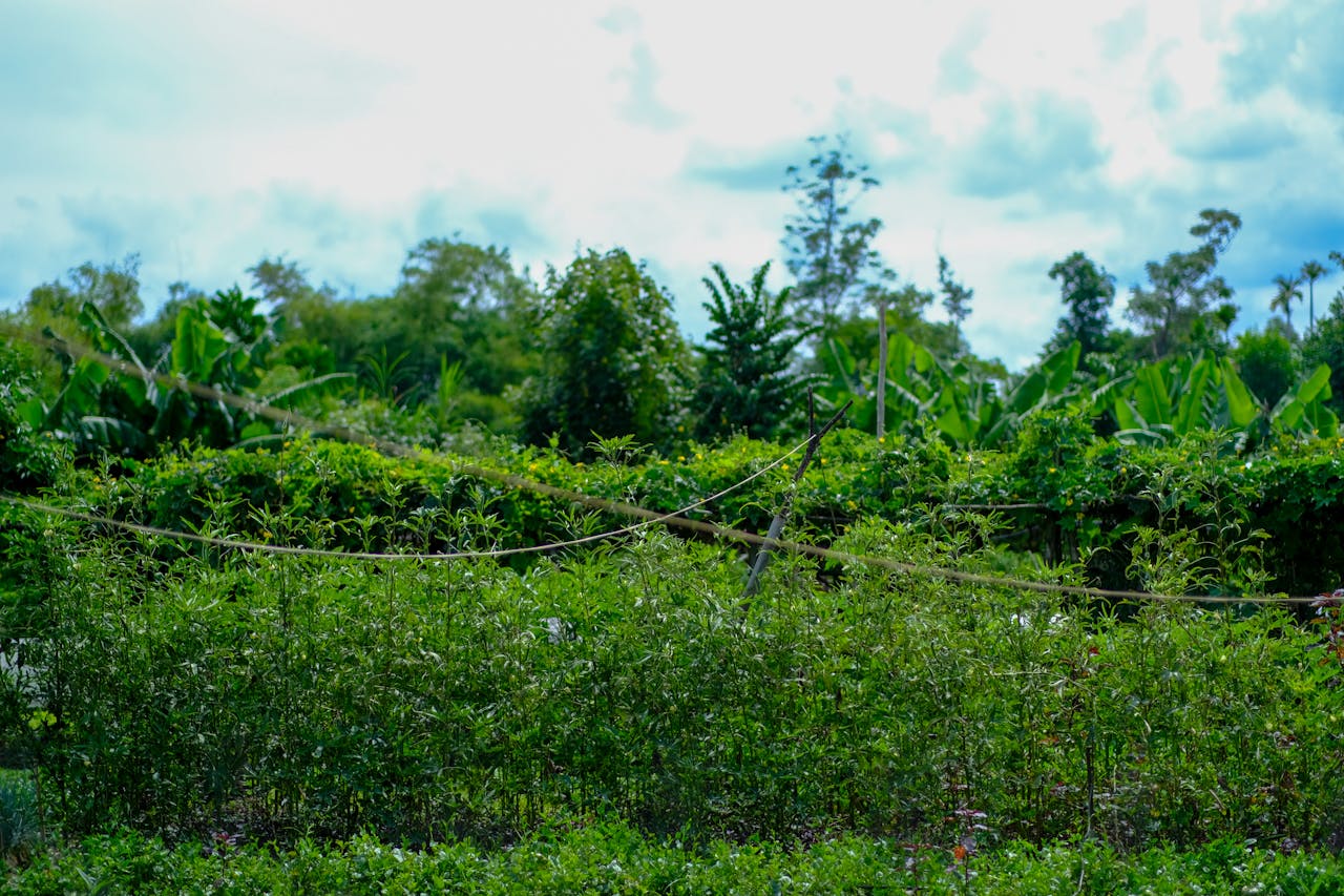 Gián điệp mạng | Chương 48