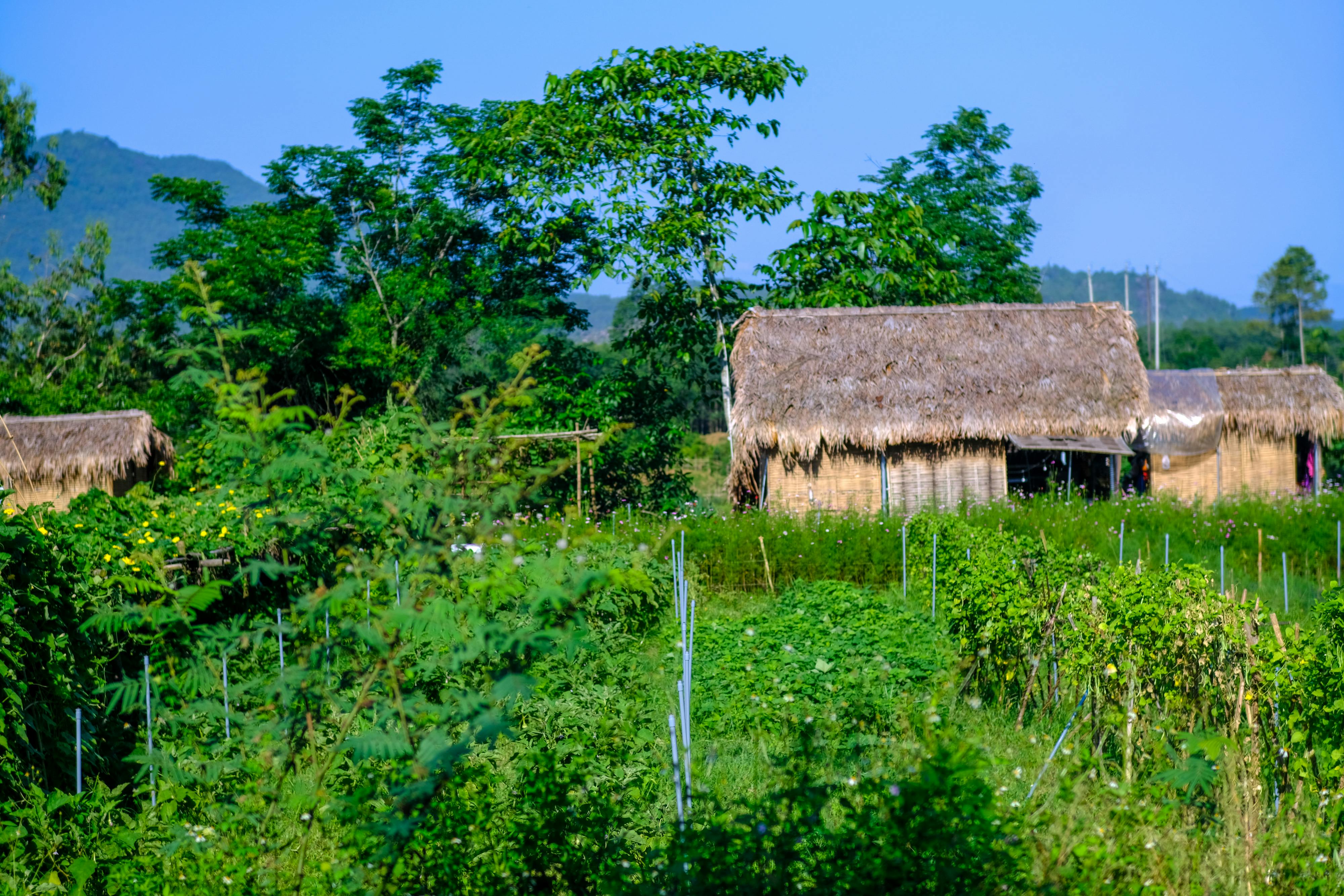 Chim lửa | Chương 78 857 – manga, tezuka osamu, hi no tori, chim lua, phoenix, bird of fire, chim lua chuong 78, chim lua 78.