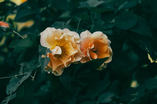 Close-up of two peach roses surrounded by dark green leaves, creating a vivid contrast in a garden setting.