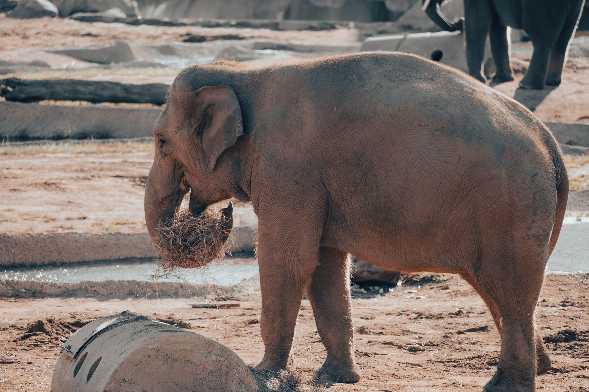 An Asian elephant eating hay outdoors at a zoo on a sunny day.