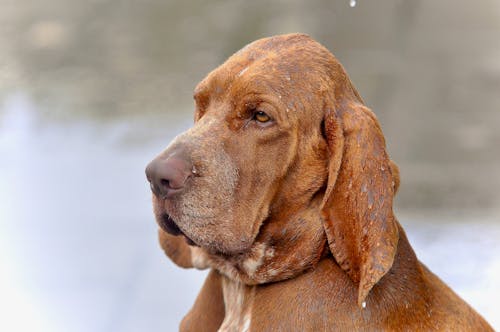 갈색, 개, 비의 무료 스톡 사진