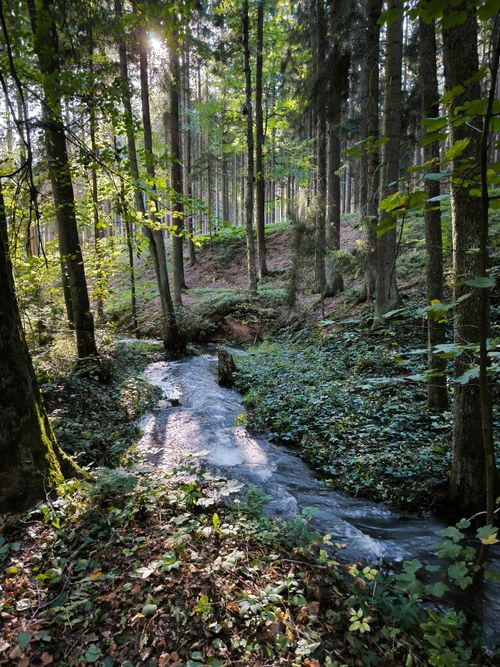 Free Serene forest scene with a stream flowing through sunlit woods, capturing the tranquility of nature. Stock Photo
