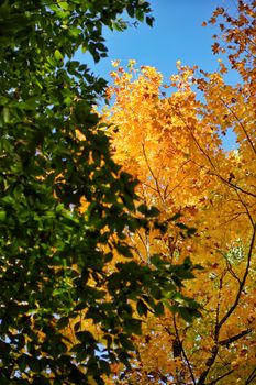 Colorful autumn foliage with green and yellow leaves during a sunny day.