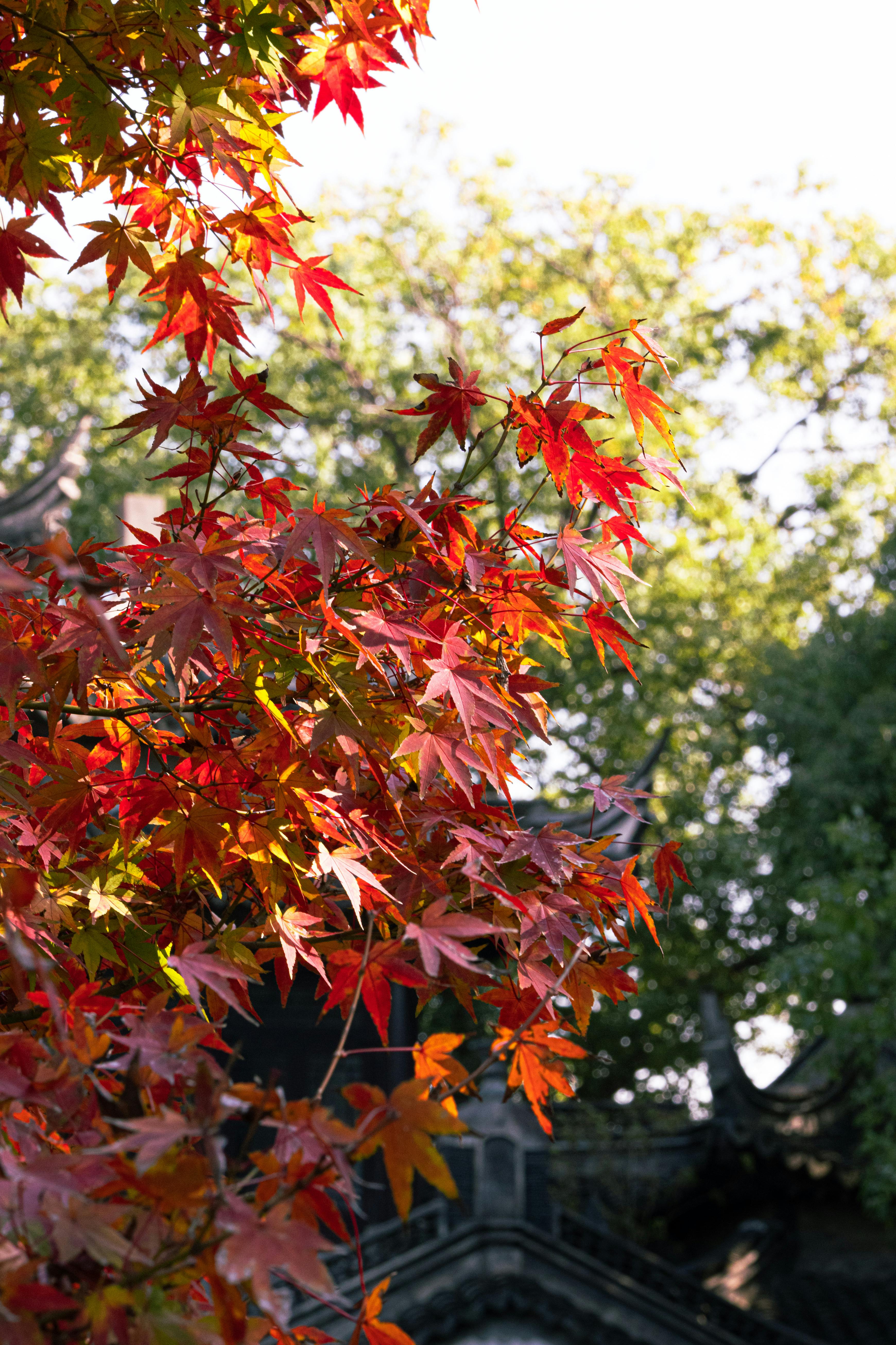 Vibrant Autumn Leaves Against Traditional Roof · Free Stock Photo