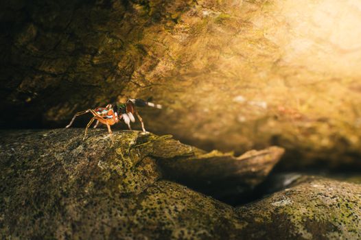Close-up of a vibrant peacock spider crawling on a rock in natural light.