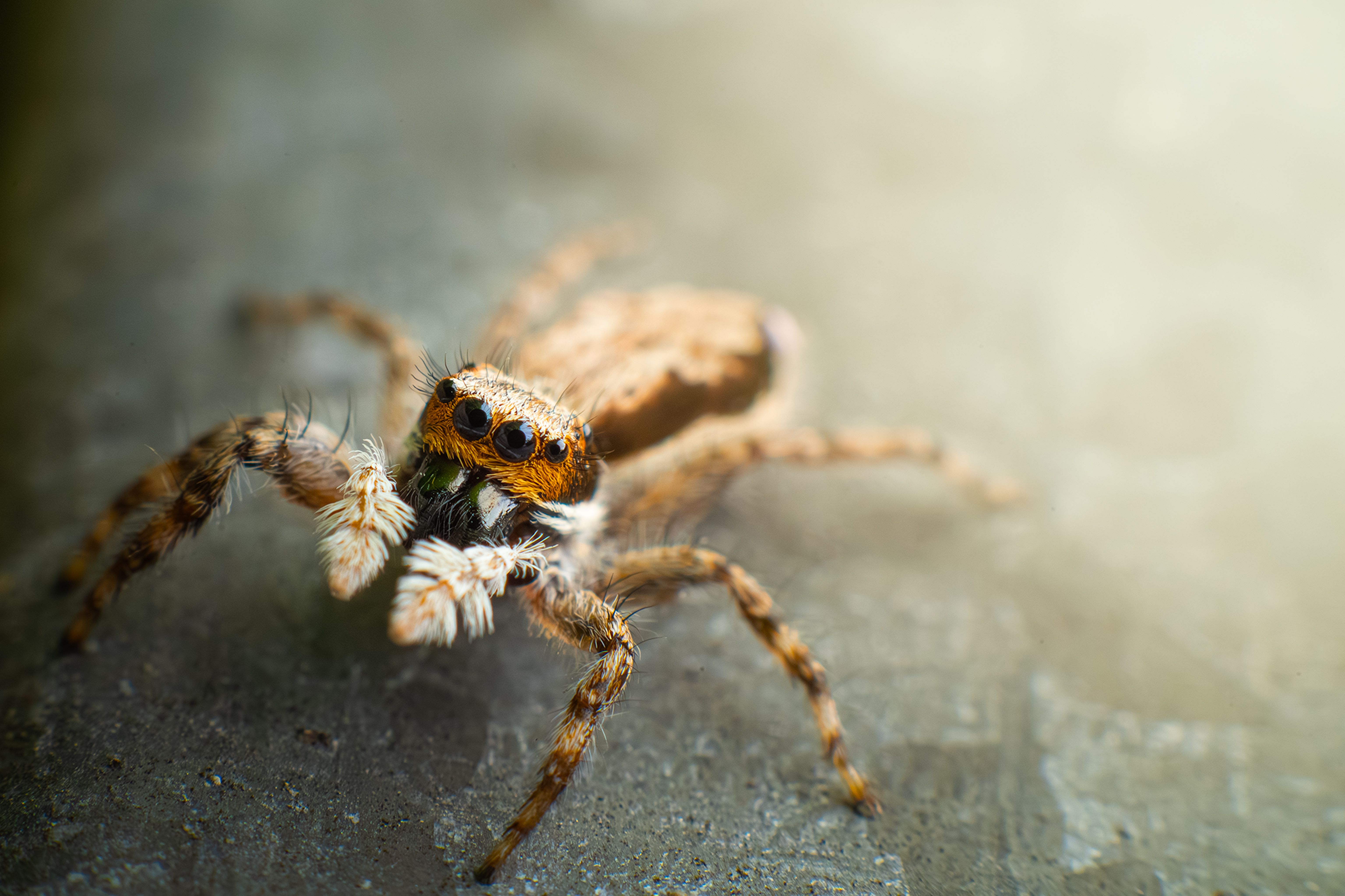 Marvel at Minibeasts