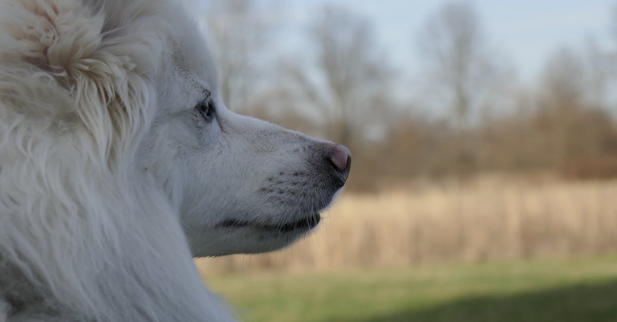 Gratis Stockfoto Van Amerikaanse Eskimo Eskie Hond