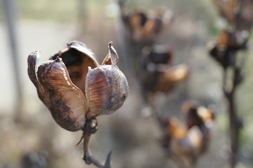 Free stock photo of yucca