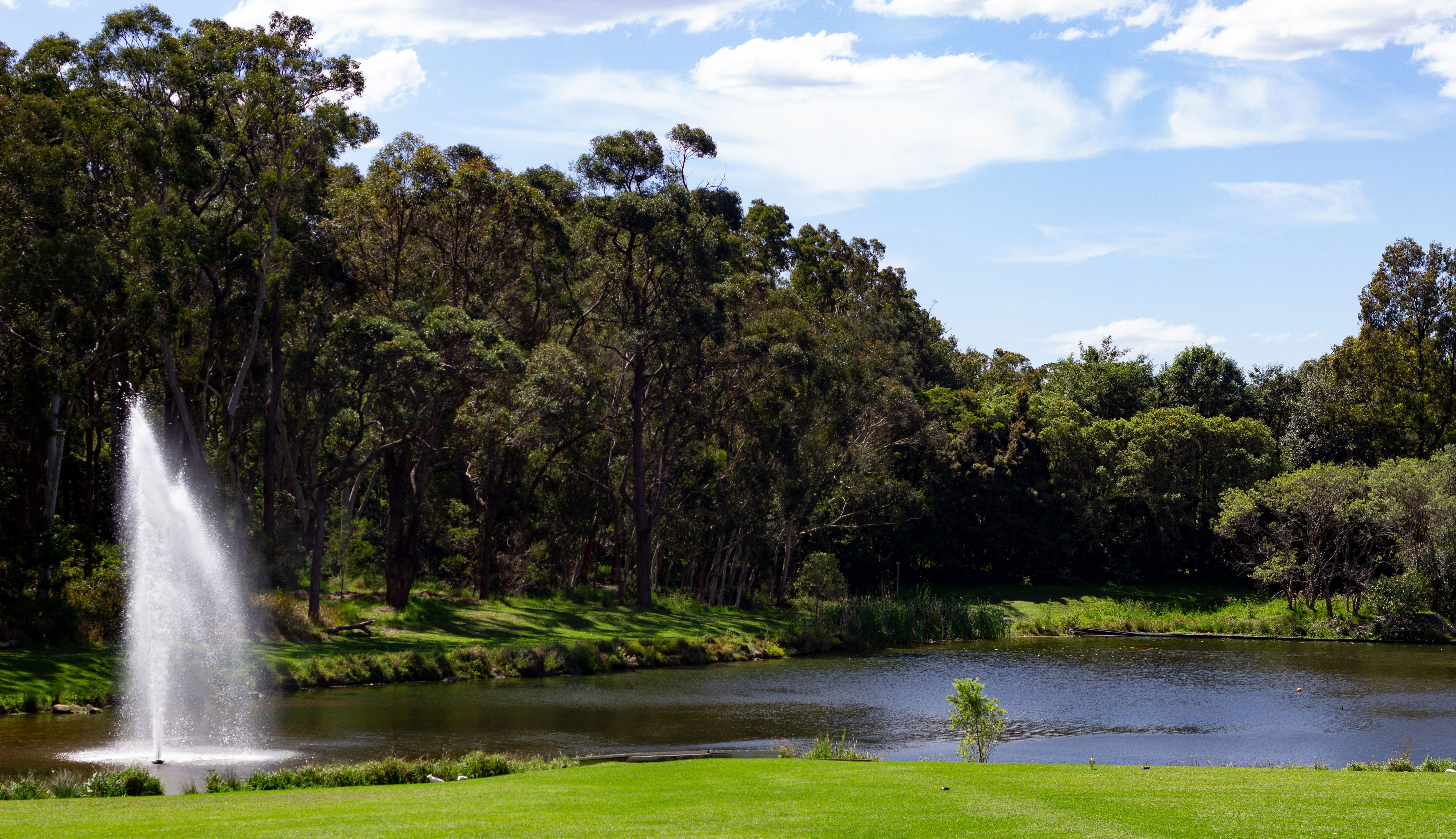 Serene view of a lake with a fountain and lush greenery in Macquarie Park, Australia.