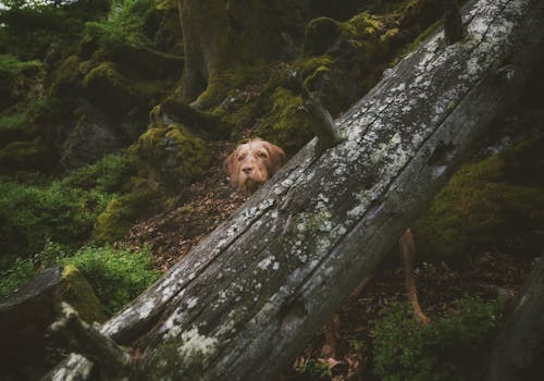 一只邋遢的狗从长满苔藓的木头上，在茂密翠绿的森林中偷看
