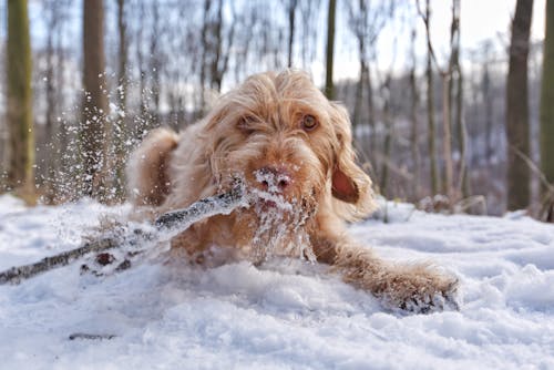 Cachorro Marrom Em Solo Coberto De Neve