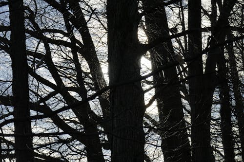 Free stock photo of trees, witchy woods, woods