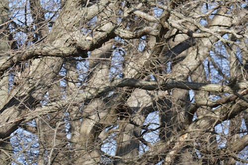 Free stock photo of leafless trees, trees
