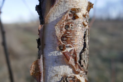 Free stock photo of tree bark