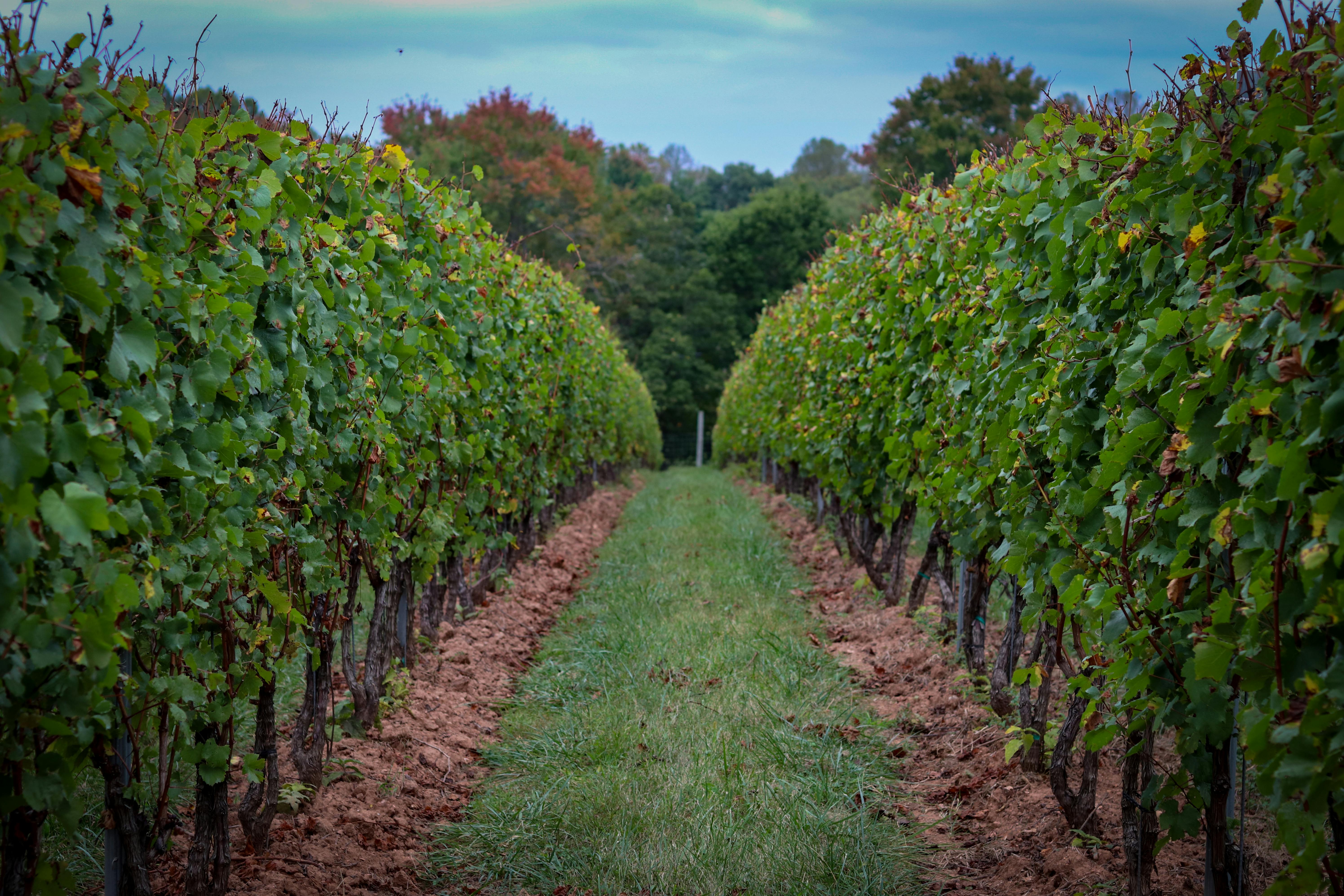 pexels photo 34140215