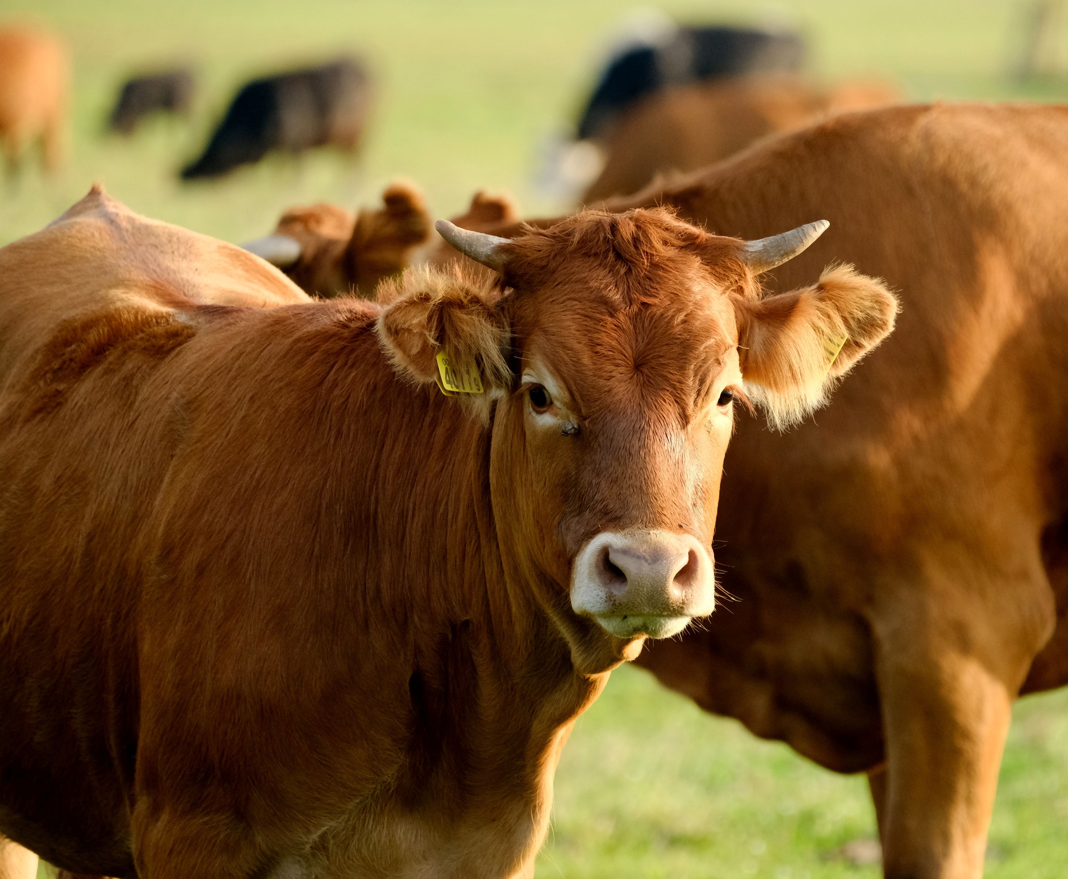Brown cow standing in a green pasture on a sunny day, surrounded by other cows.