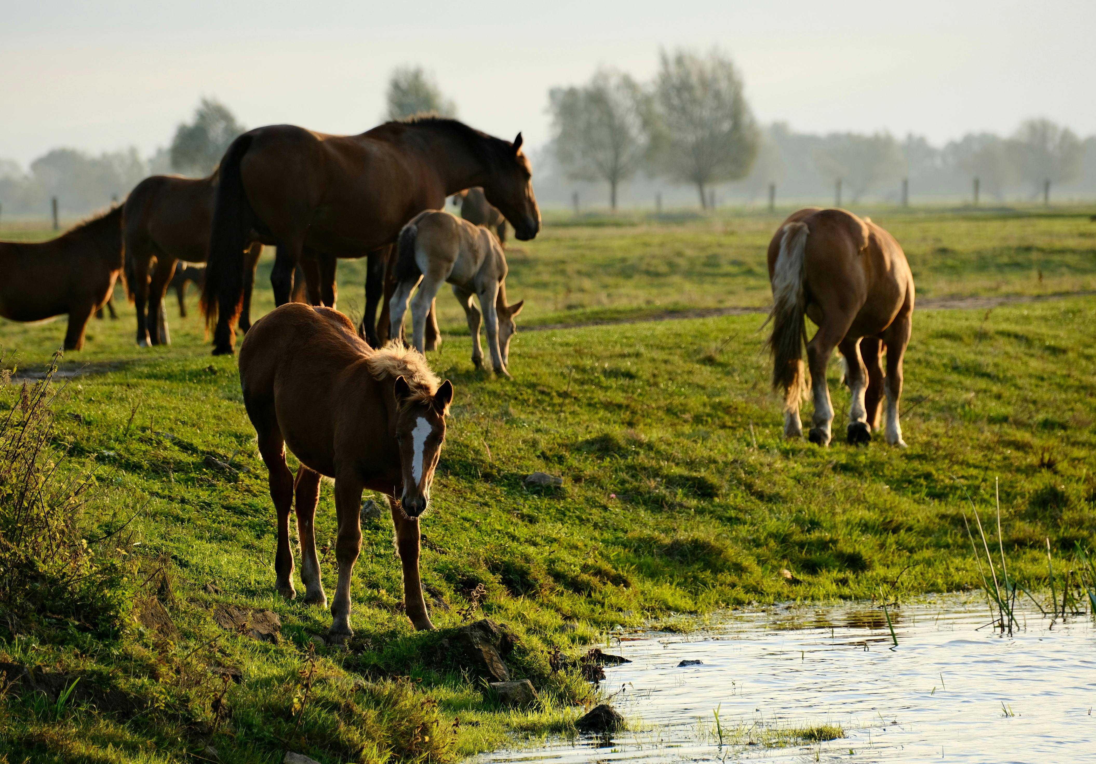 Photo by Roman Biernacki on Pexels