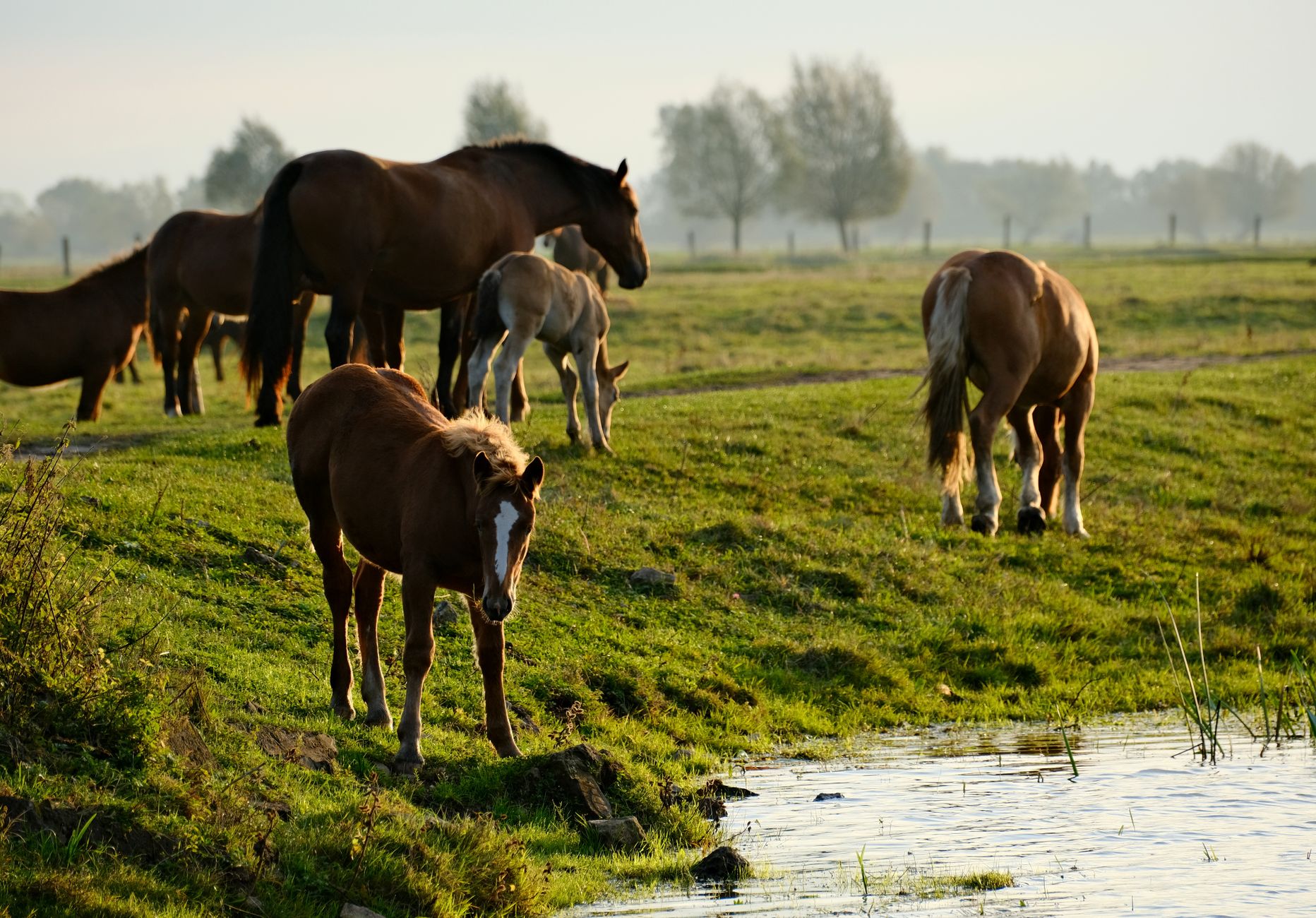 Rechter geeft minister tijd om veulens op Aekingerzand tegen wolf te beschermen